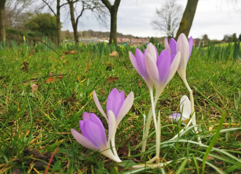 Masoud Sepehrvand -CroCus
